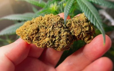 #40: Cannabis Connoisseurship: A Guide to Appreciating Quality Strains