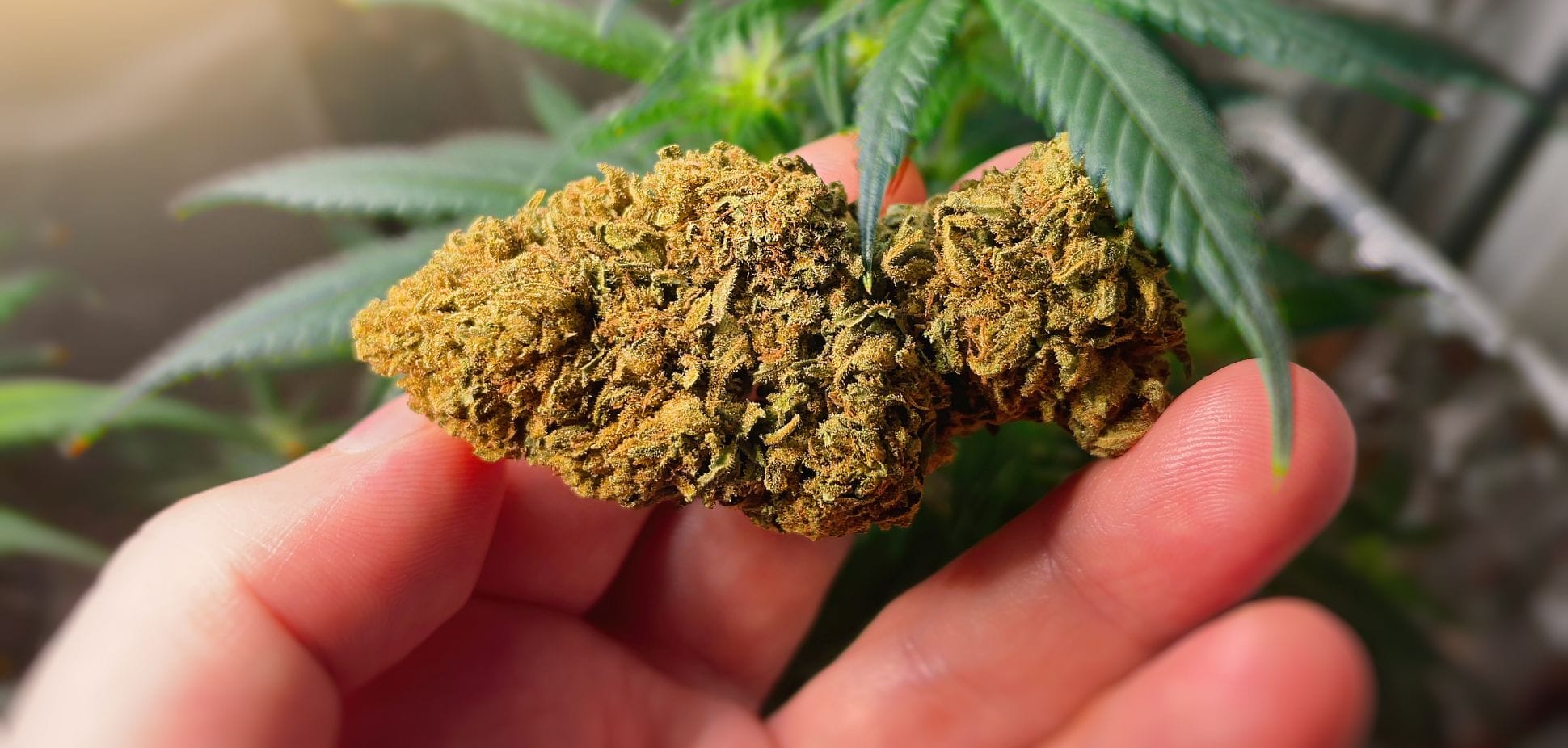 #40: Cannabis Connoisseurship: A Guide to Appreciating Quality Strains