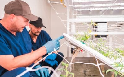 #45: Cake & Caviar’s Aquaponics Marvel: Where Cannabis and Salmon Converge