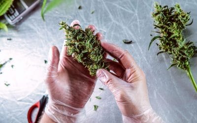 #70: The Mother of All Cannabinoids: CBG’s Journey to Prominence