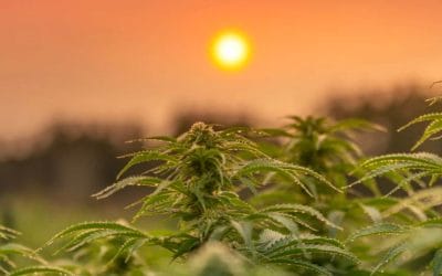 #43: Rooted in Family Values: The Cedar Organics Story