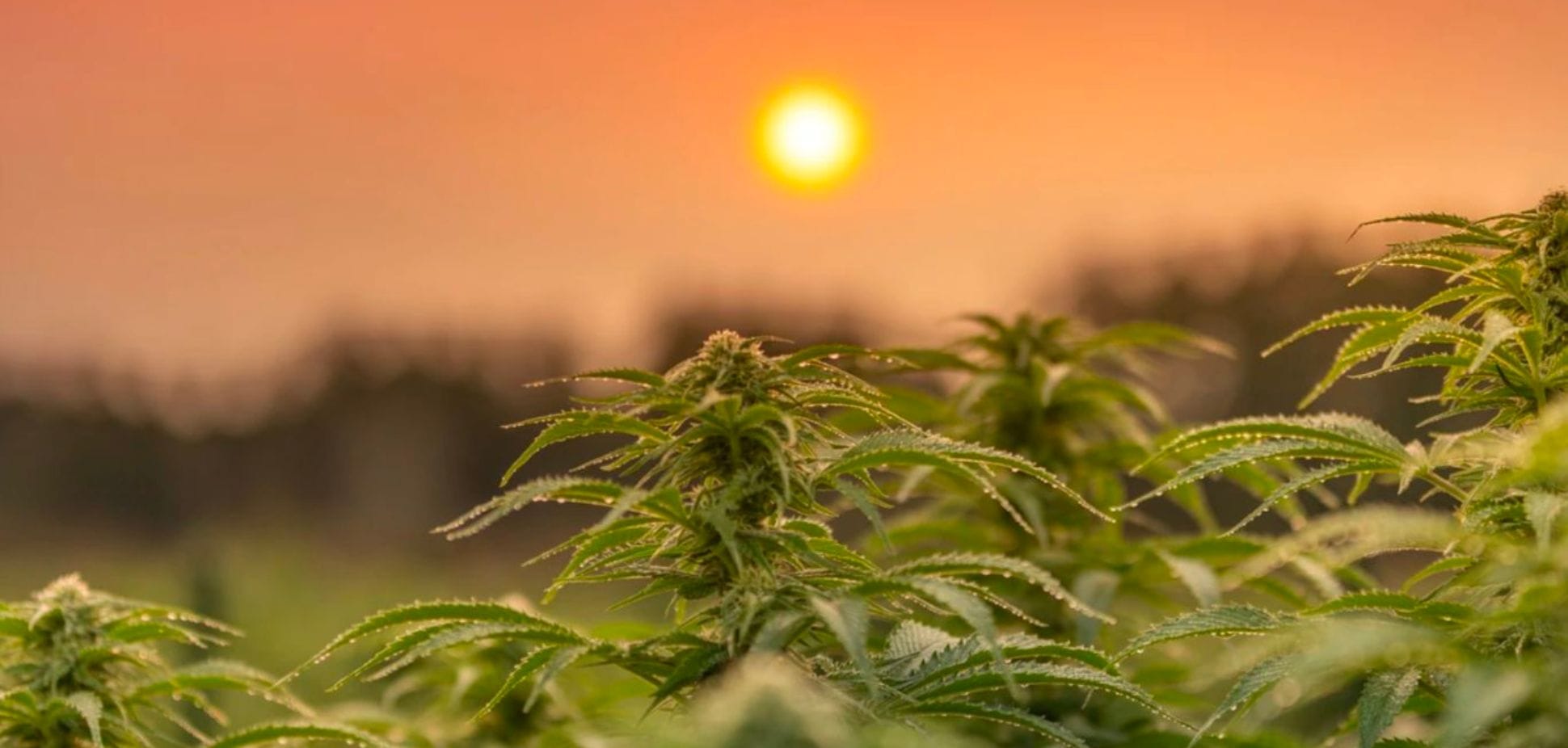 #43: Rooted in Family Values: The Cedar Organics Story