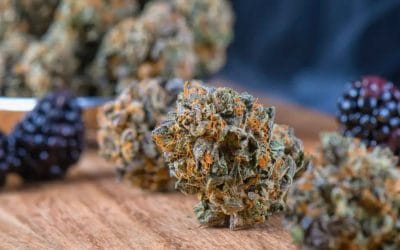 #50: The Unsung Heroes of Cannabis: A Deep Dive into Flavonoids