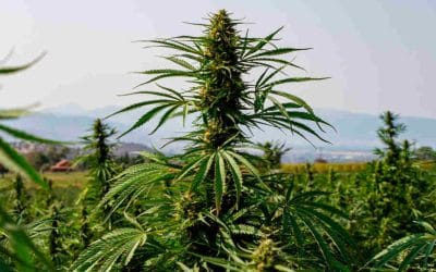 #37: Exploring the Origins: A Journey into the World of Landrace Strains