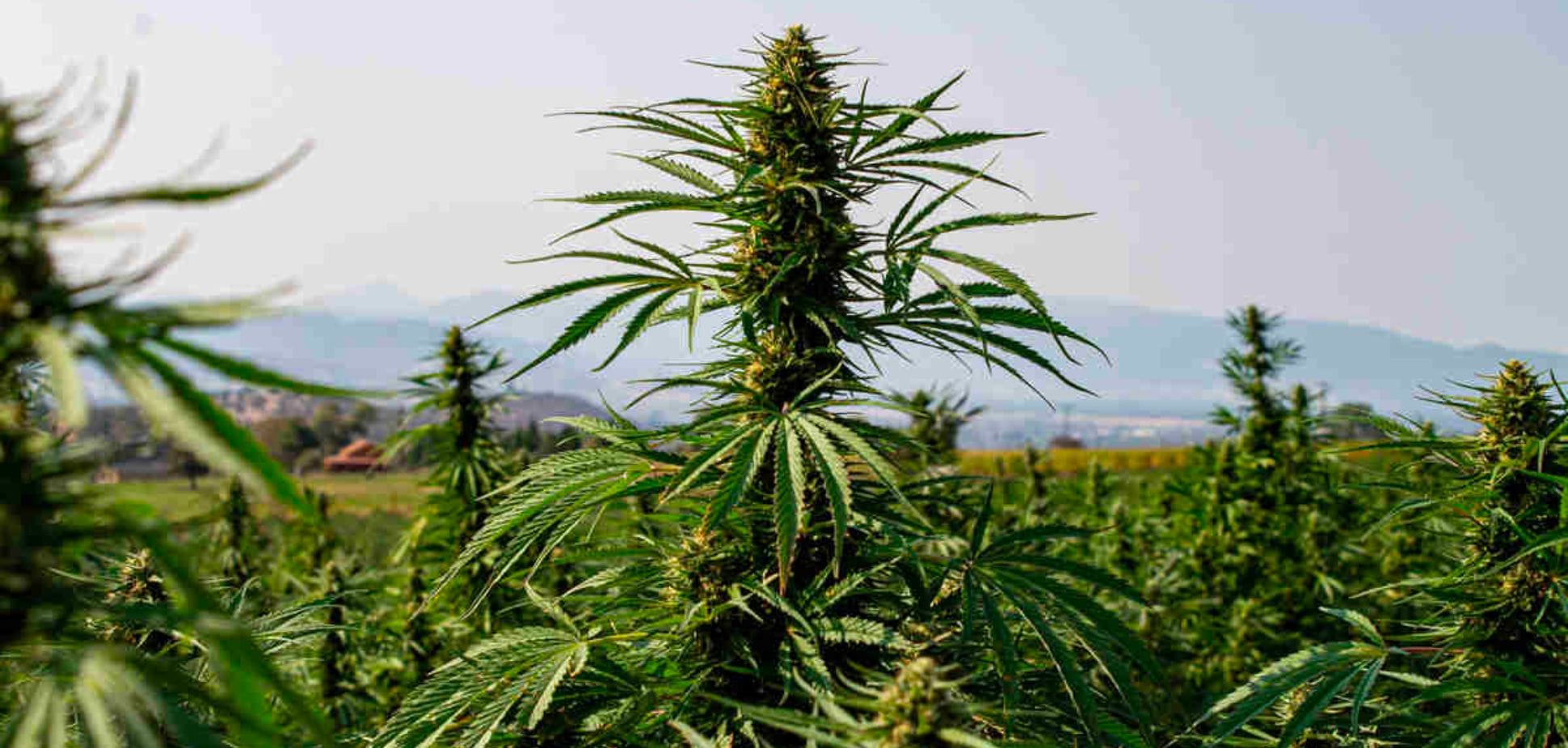 landrace #37: Exploring the Origins: A Journey into the World of Landrace Strains